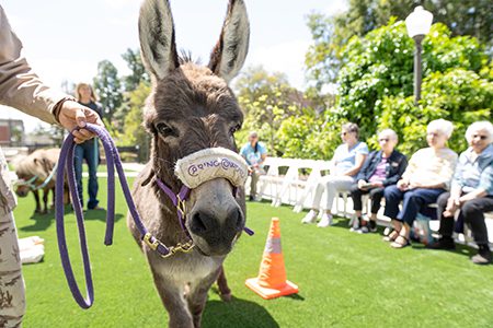 Residents from the Masonic Homes took part in an MCYAF-sponsored wellness event on campus in May featuring mini horses and burros from the Caring Cowgirl.